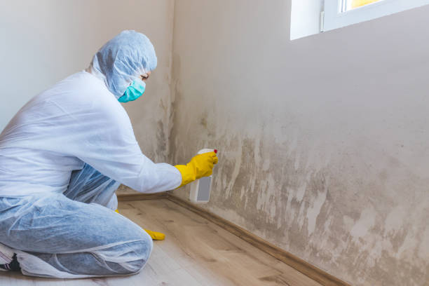 Licensed Black Mold Removal service in Franklin Park, IL - WQB Mold Removal