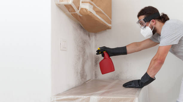 Professional Black Mold Removal technician working in Franklin Park, IL