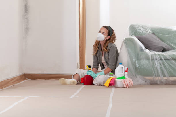 Reliable Black Mold Removal contractor in Franklin Park, IL by WQB Mold Removal
