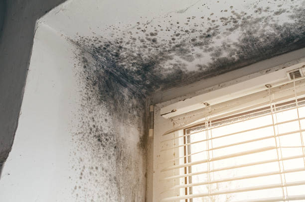 Affordable Black Mold Removal solutions in Franklin Park, IL